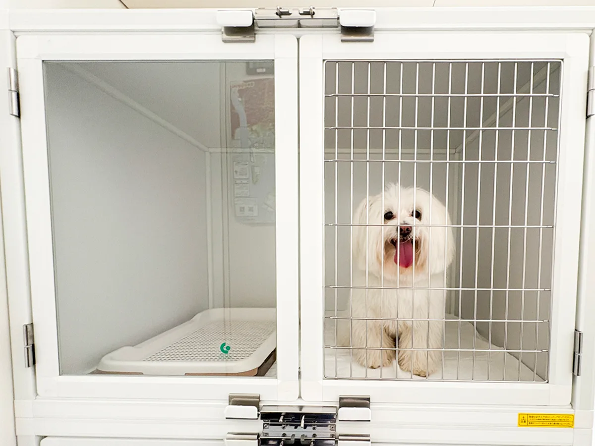 小型犬参考：マルポメ（4キロ）利用時